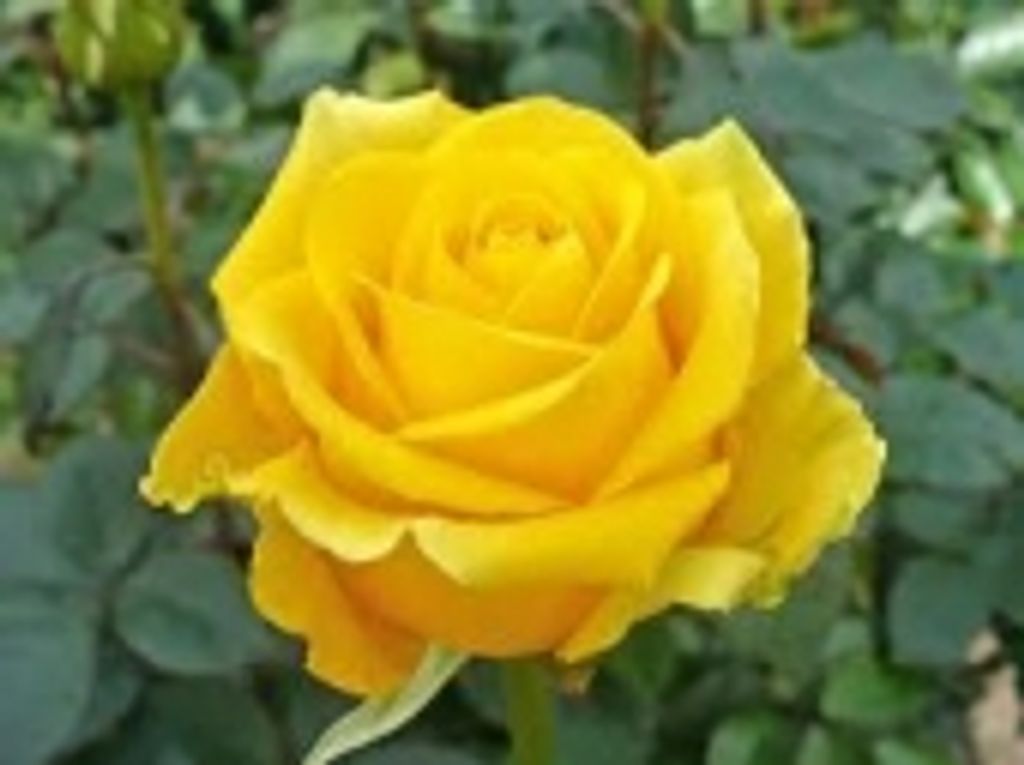 Irene H. Welk