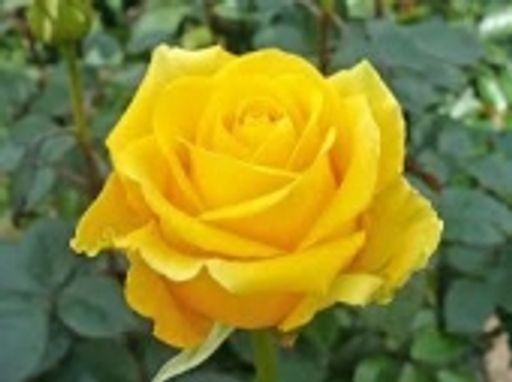 Irene H. Welk Profile Photo