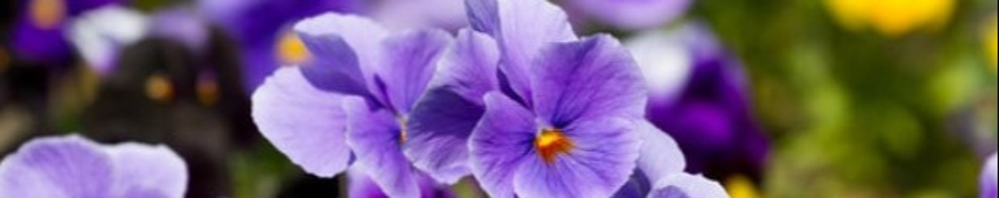 Cover for Violet Barlow's Obituary