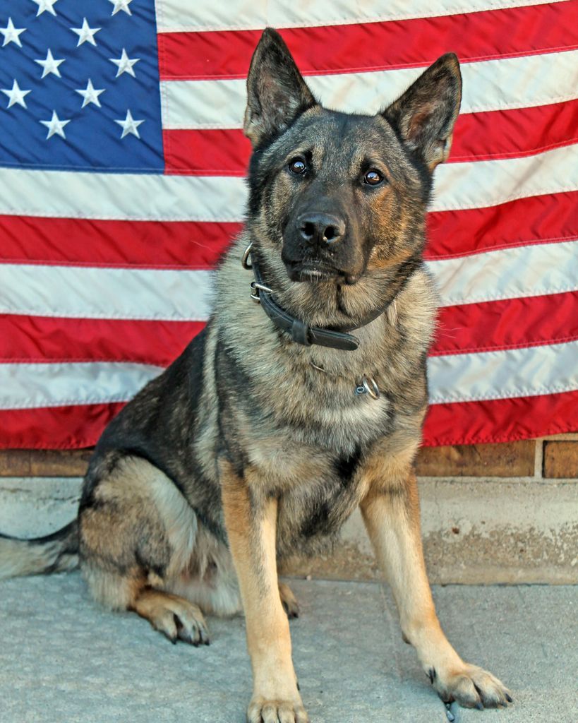 Retired K9 Officer Dano