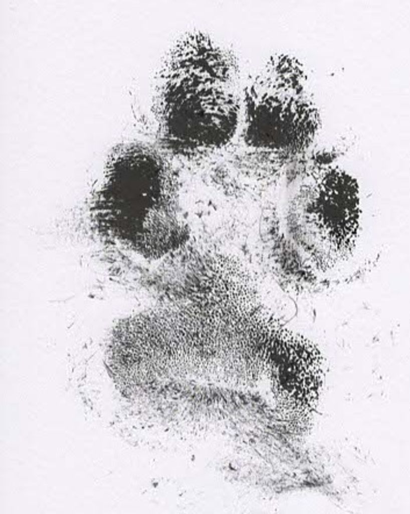 Otto VonGado Profile Photo