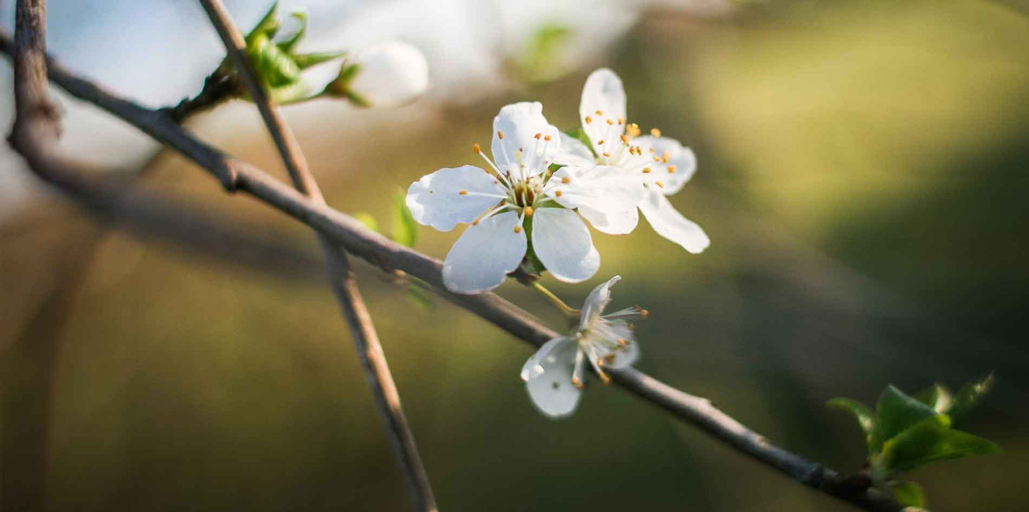 Cover for Joan E. Neuman's Obituary
