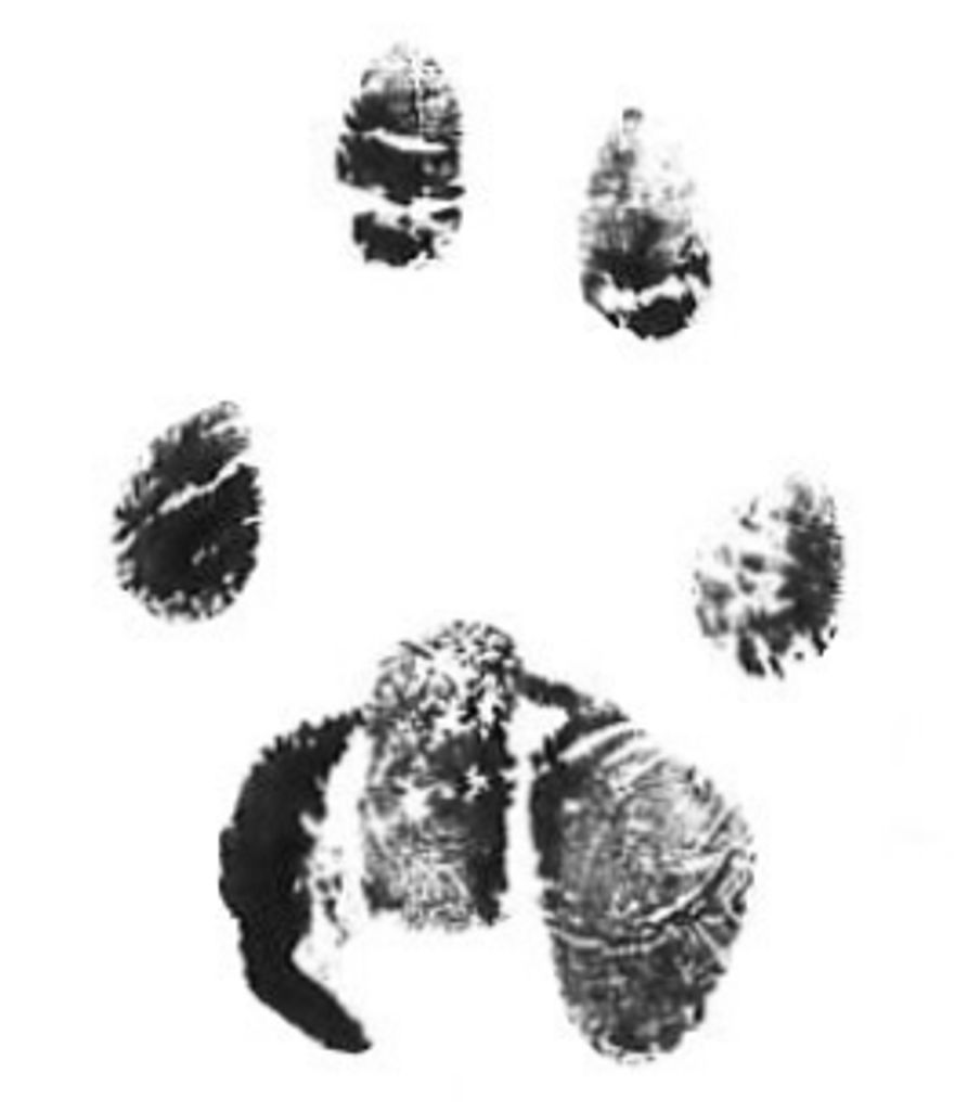 Junior Roberts