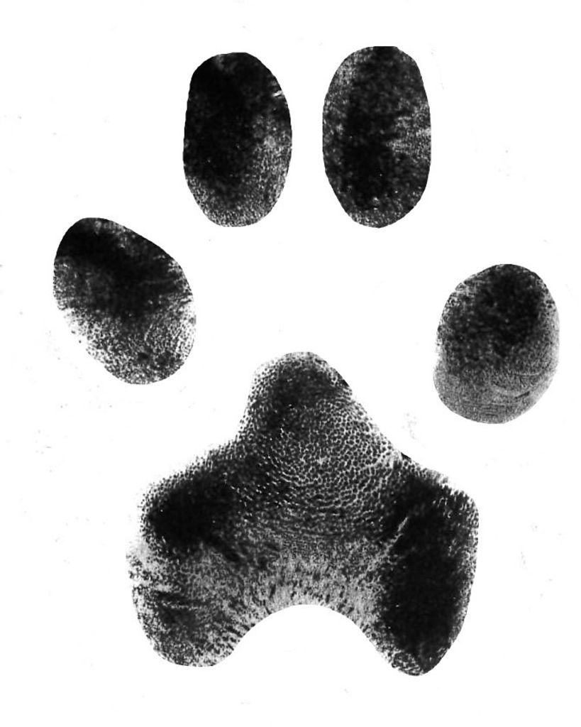 Deezle Frey Profile Photo