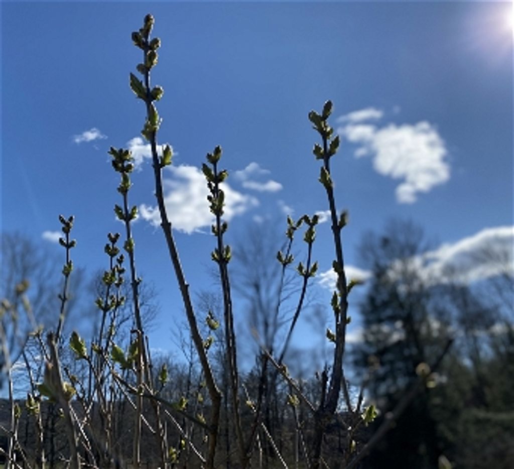 Beth Ann May Profile Photo