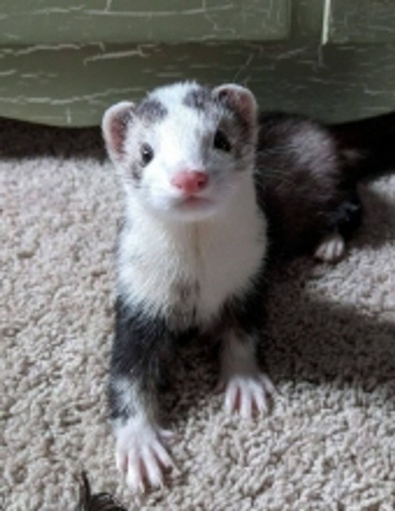 Rufio Moore Profile Photo