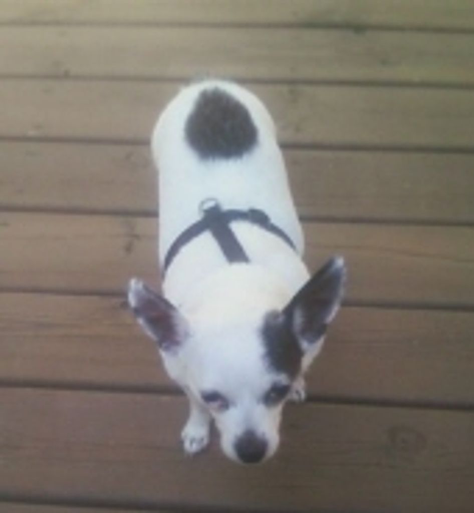 Tico Wittek Profile Photo