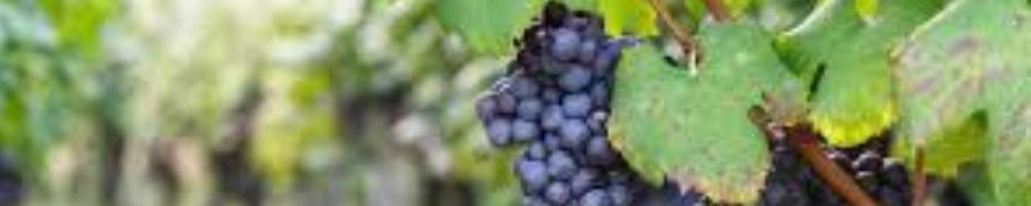 Cover for Alberico P Diflorio's Obituary