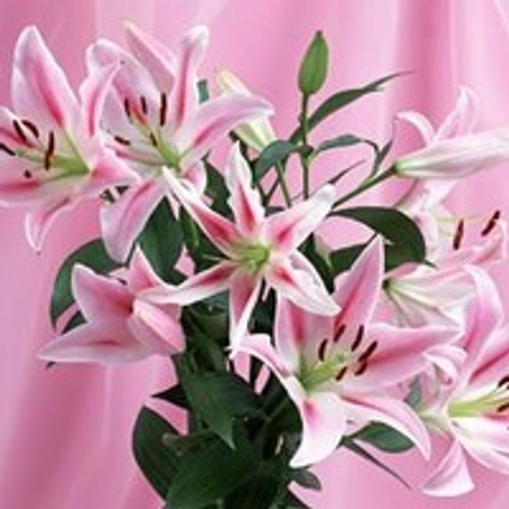 Carol Davis Lee