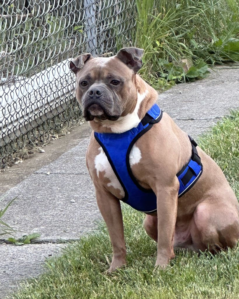 Blue the American Pit Bull Terrier Profile Photo