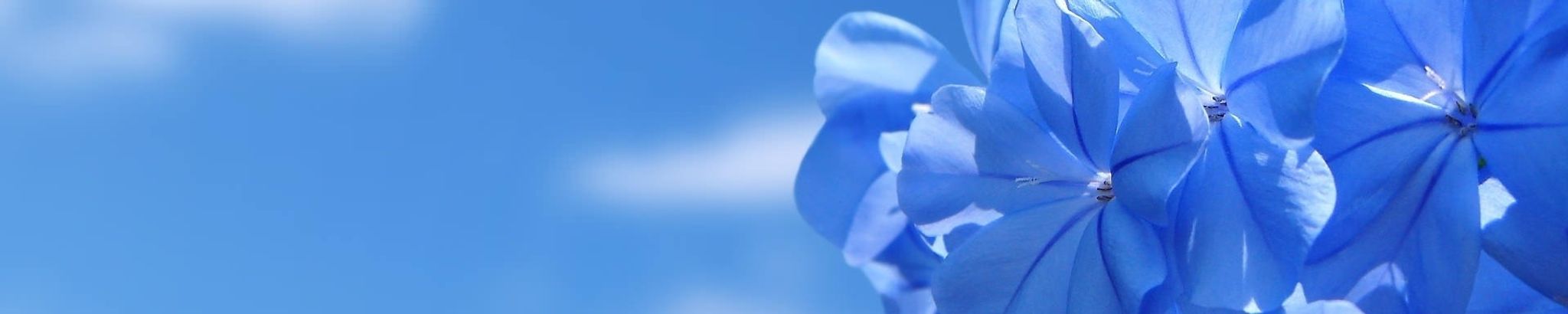 Cover photo for BRENDA FLOURNOY GREEN's Obituary
