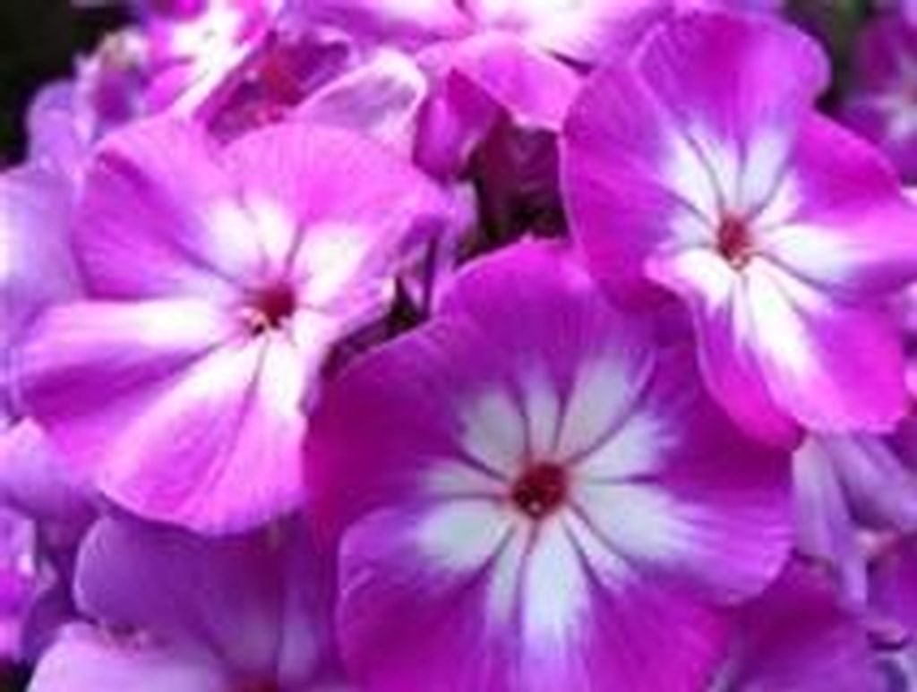 Janet Sue Reeves Profile Photo