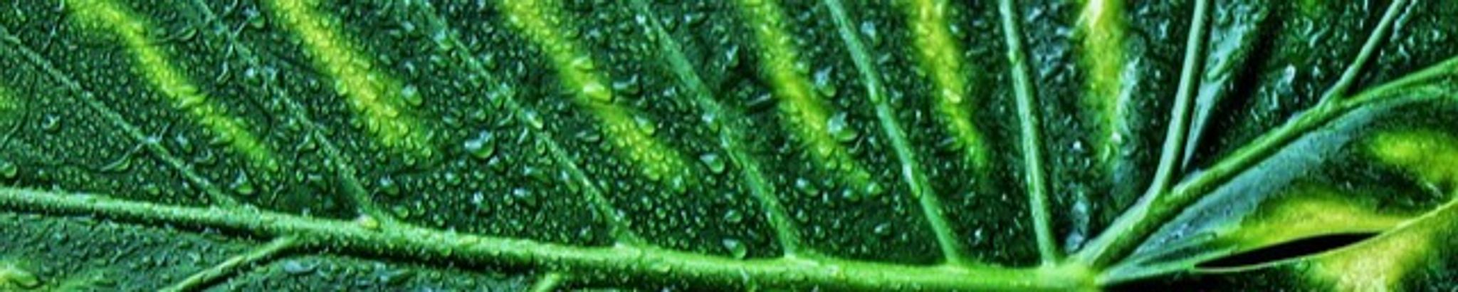 Cover for Patricia "Patti" S. Dotson's Obituary