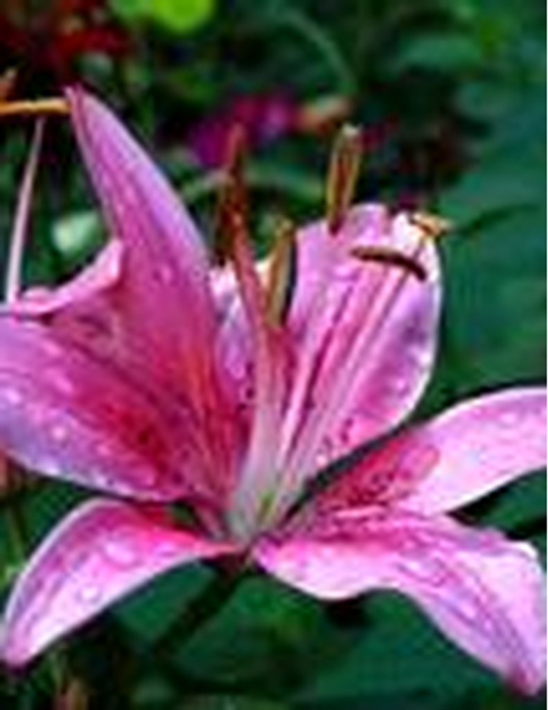 Willie Myrl Cantrell