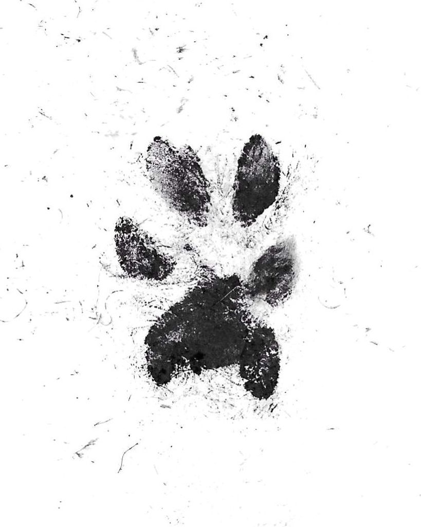 Salem Zimmerman Profile Photo