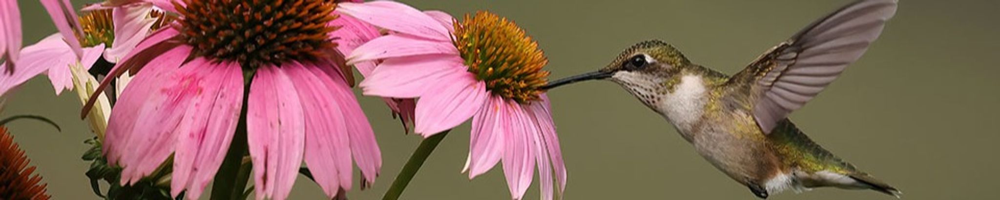 Cover photo for Cynthia Senarighi's Obituary