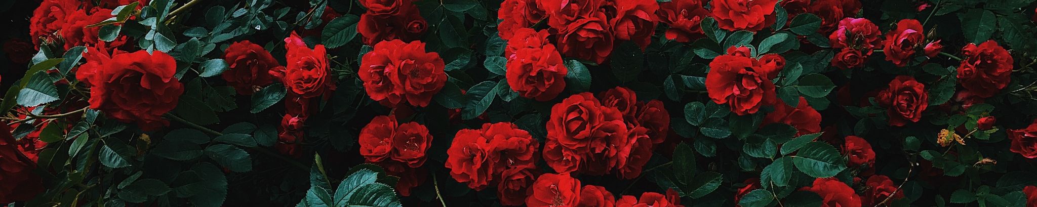 Cover photo for Wendy Martinez's Obituary