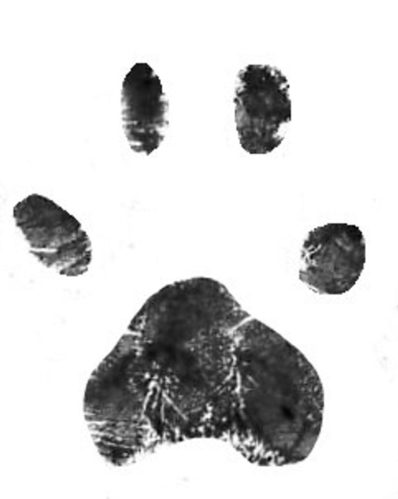 Chippy Larck Profile Photo