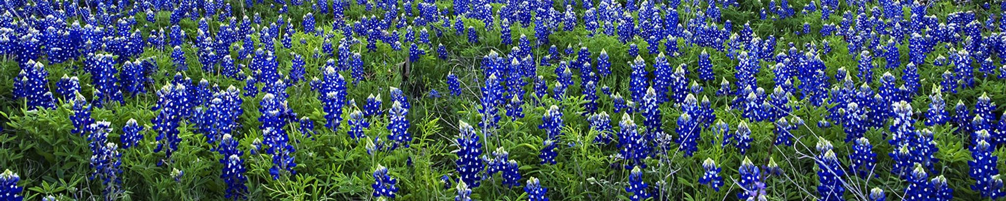 Cover for Julia Cockroft's Obituary