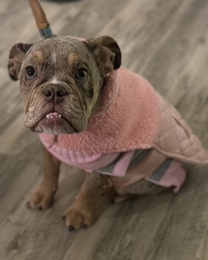 Mia S'mores ?'s obituary image