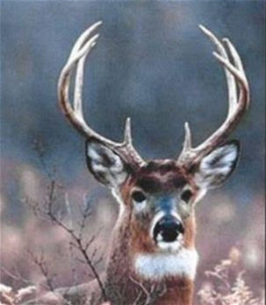 Donald Wayne Mabe, Jr.