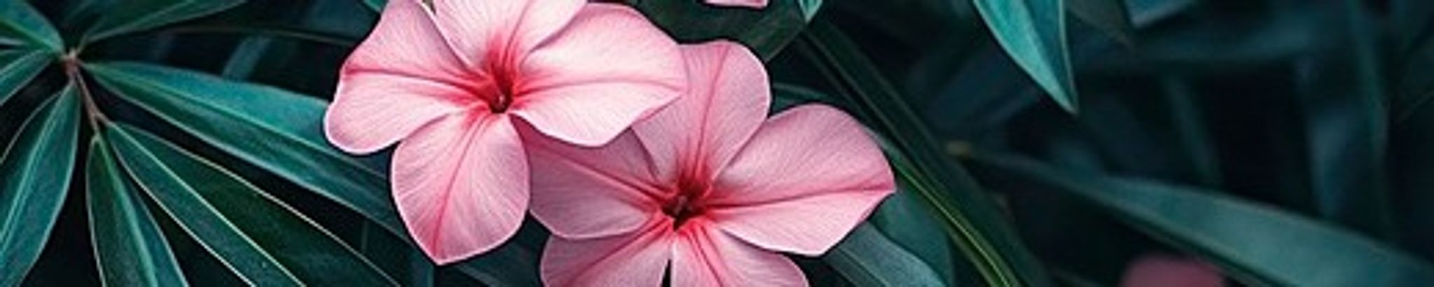 Cover for Lina Carchia's Obituary