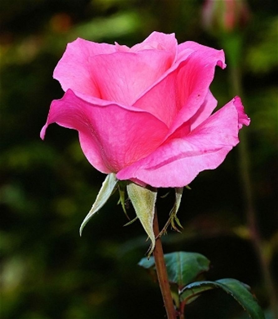 Martha Price (Jarvis)