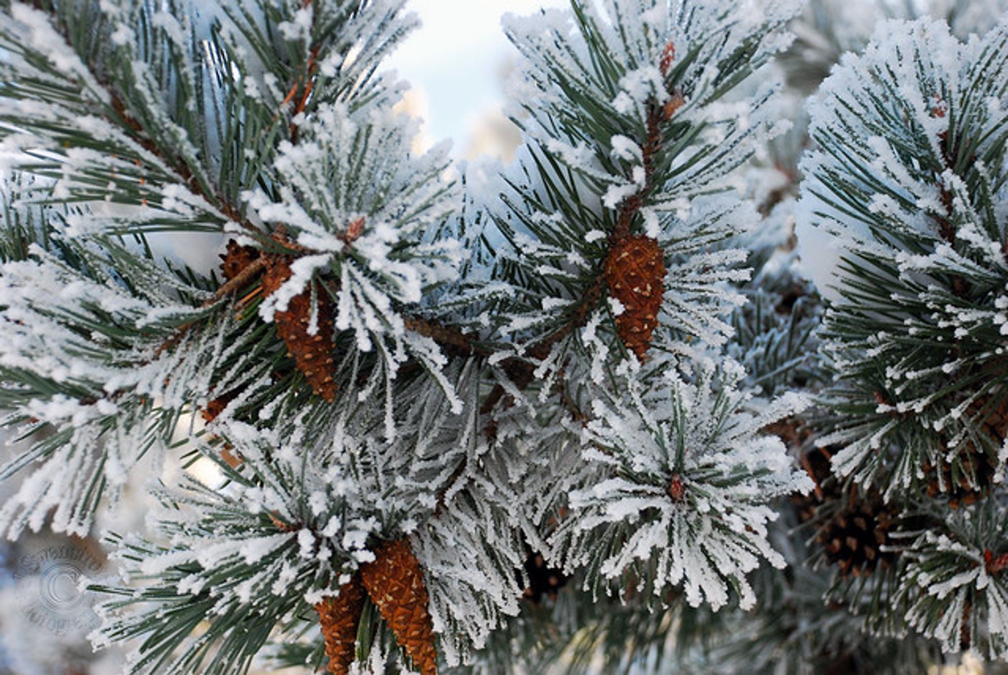 Cover for Alexis Hernandez Torres's Obituary