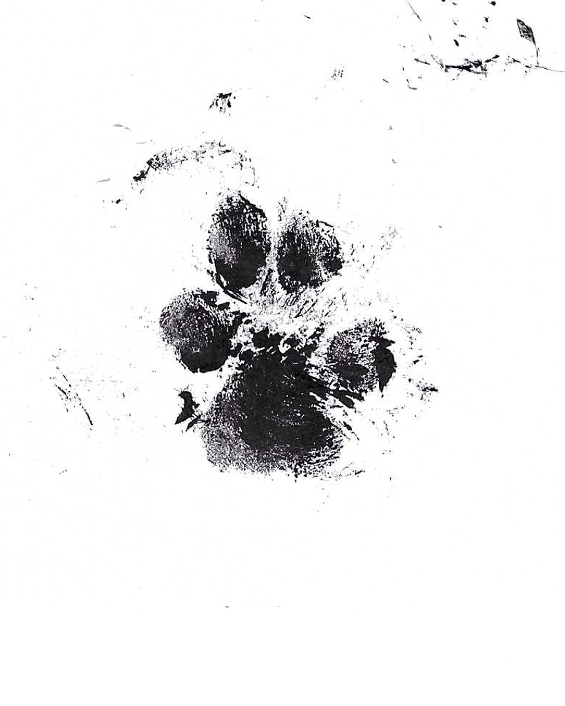 Minden Chanthaphavong Profile Photo