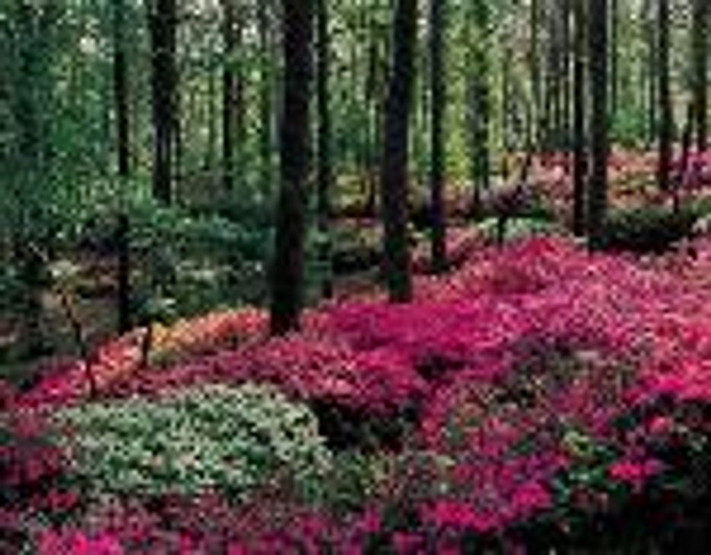 Susan D. Chestercove