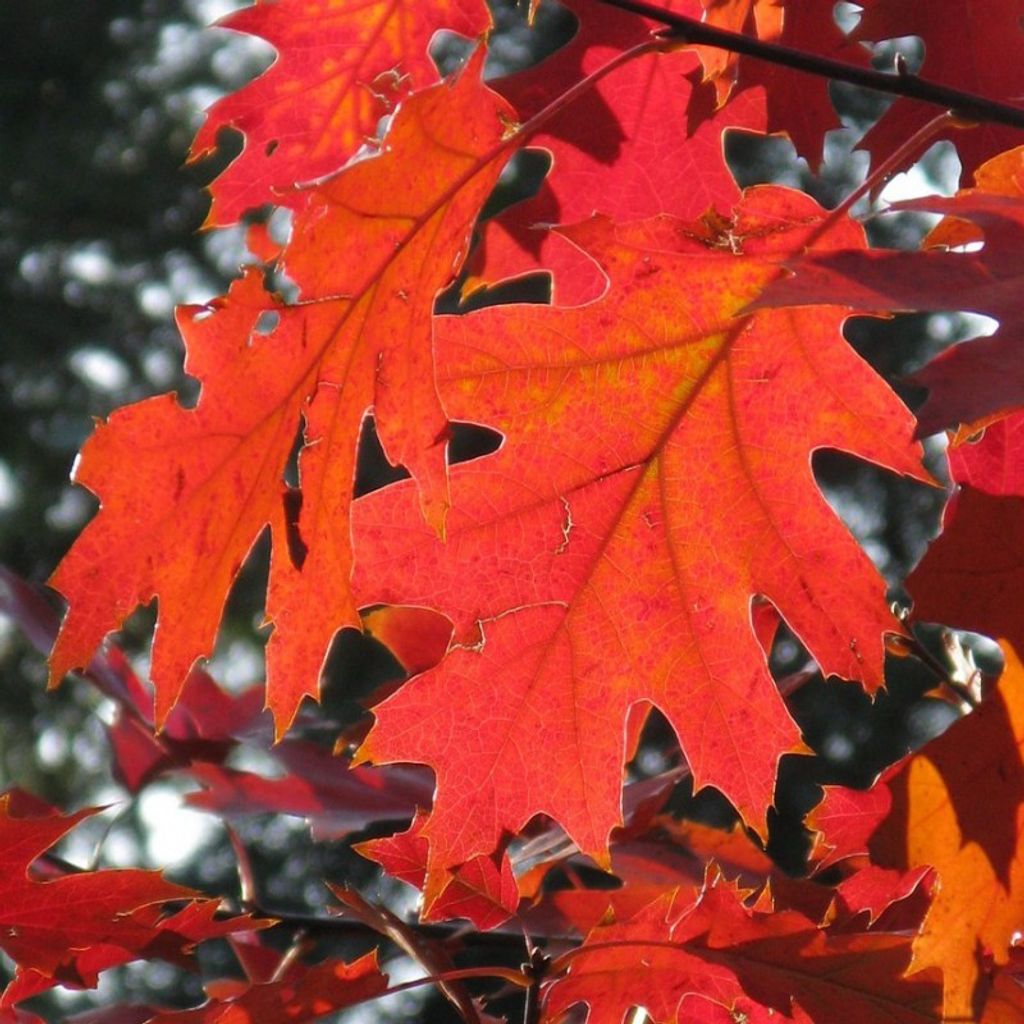 James Wickenheiser Profile Photo