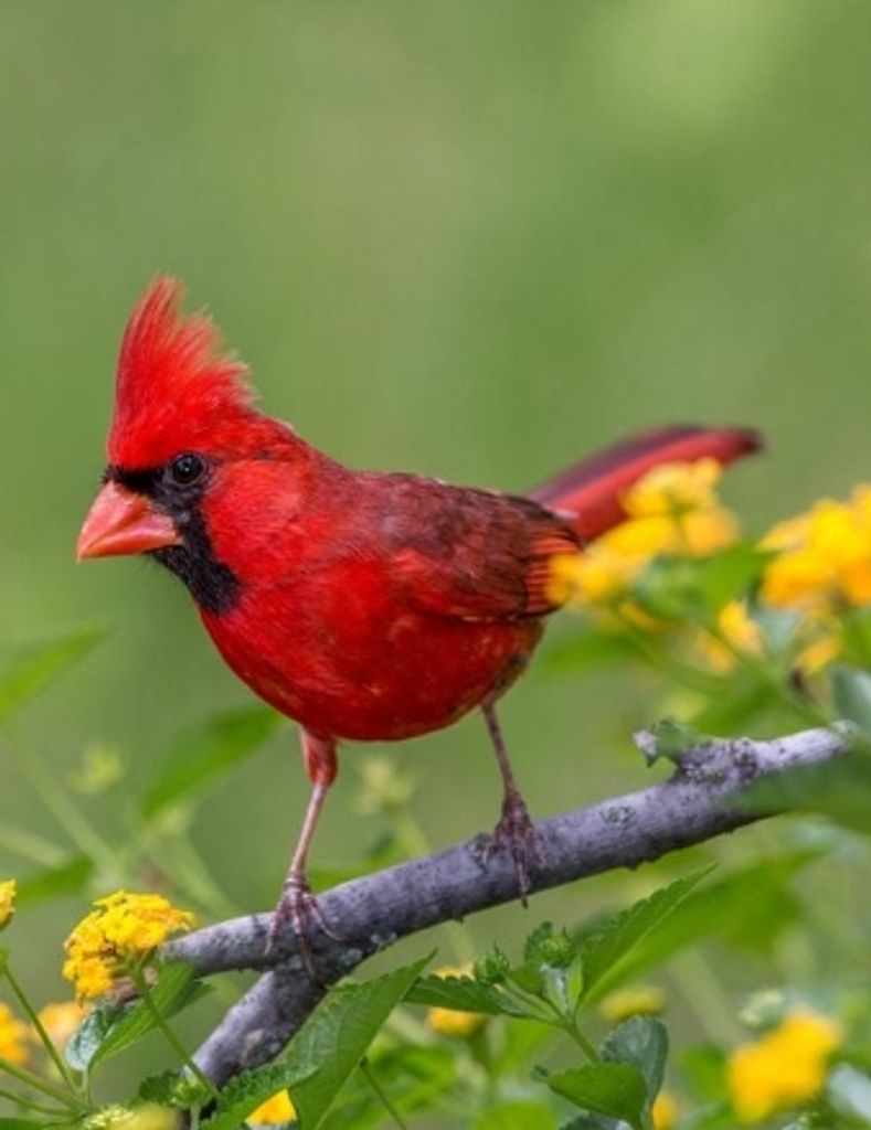 Matthew Wood Profile Photo