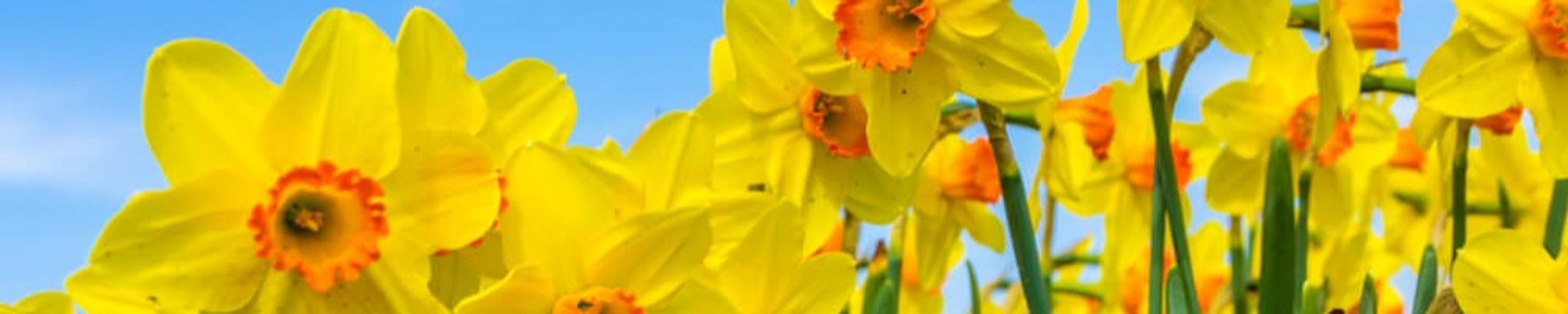 Cover photo for Ophelia DeSantiago's Obituary