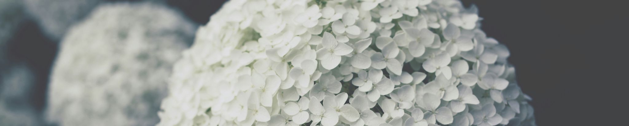 Cover photo for Deborah Masanz's Obituary