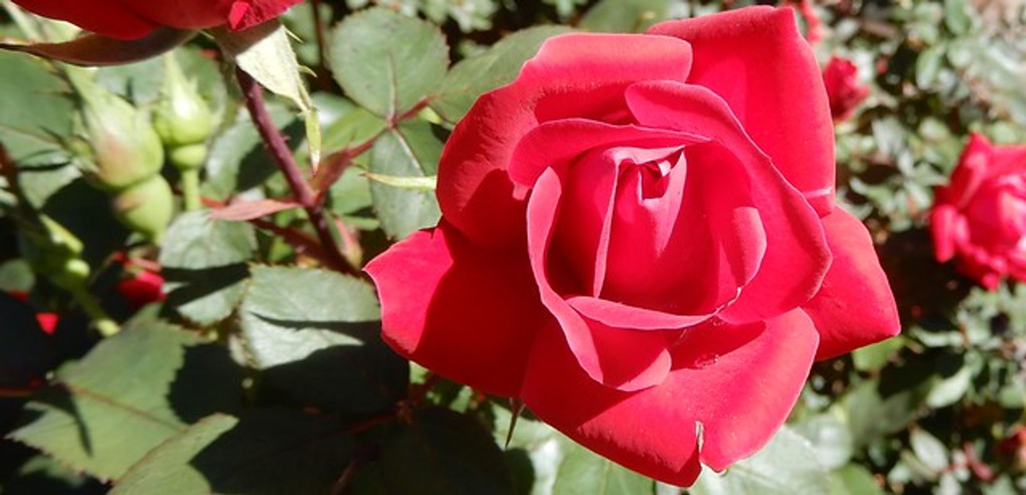 Cover photo for Evelyn Zimmer's Obituary