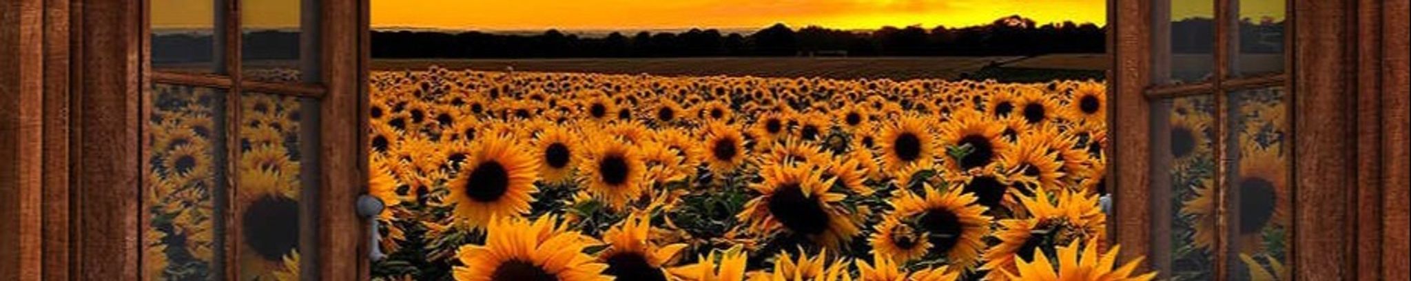 Cover photo for Shirley Ann Bentley's Obituary