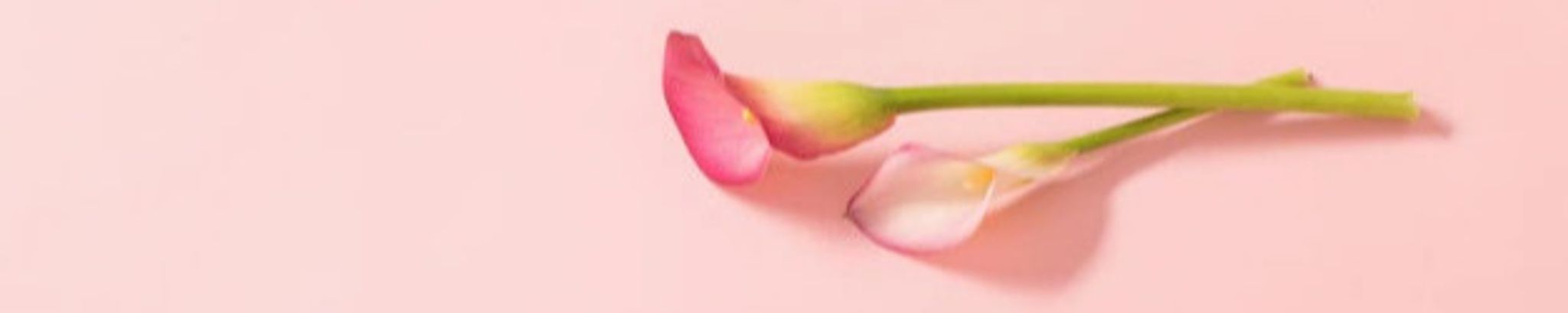 Cover photo for Linda R. Collin's Obituary