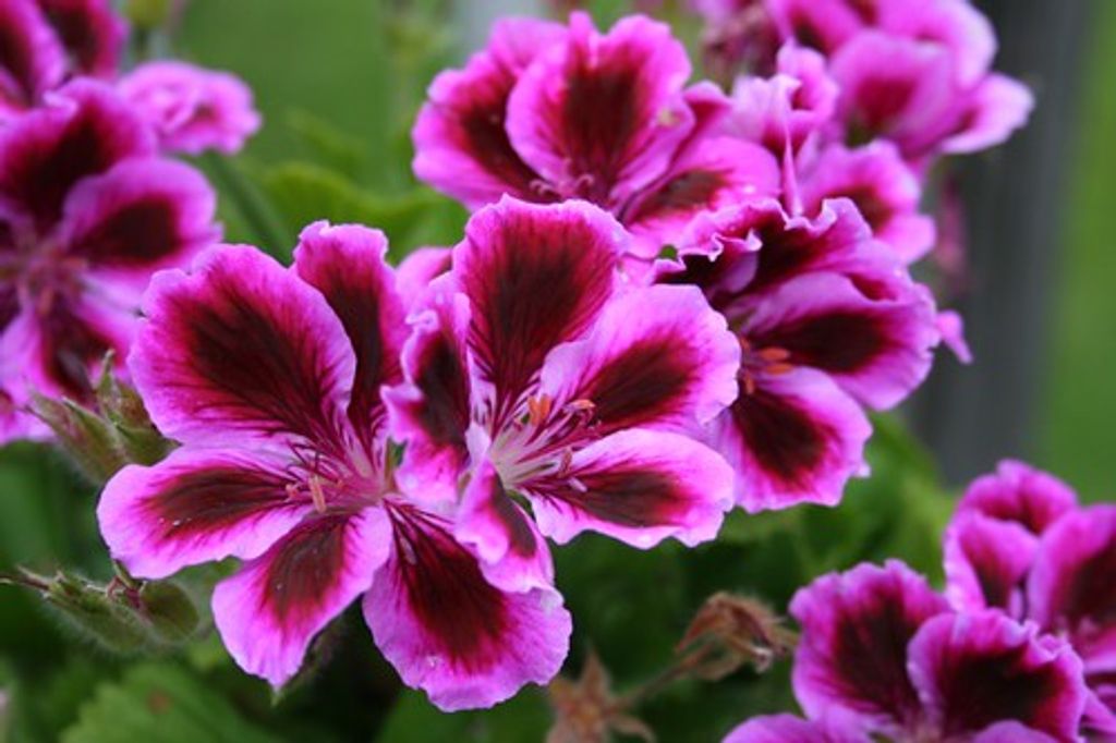 Ella Pyatt Rapp Profile Photo