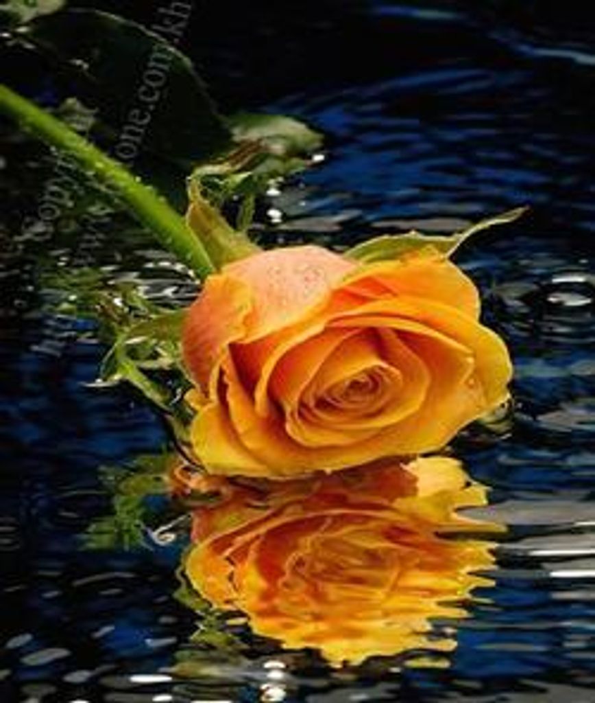 Rosemarie E. Wardenski