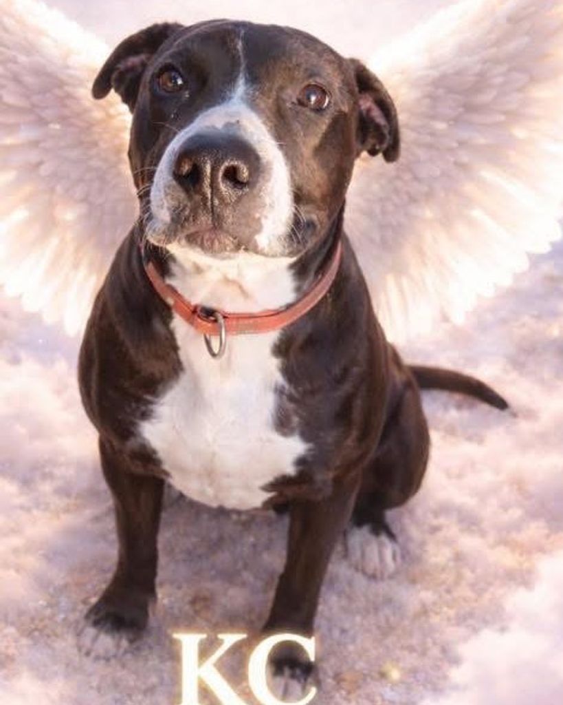 KC  The life of the drove Profile Photo