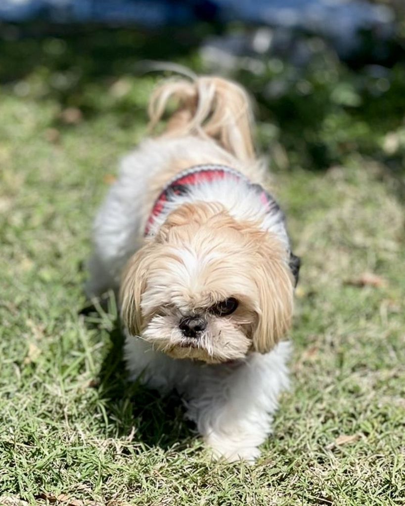 Tito