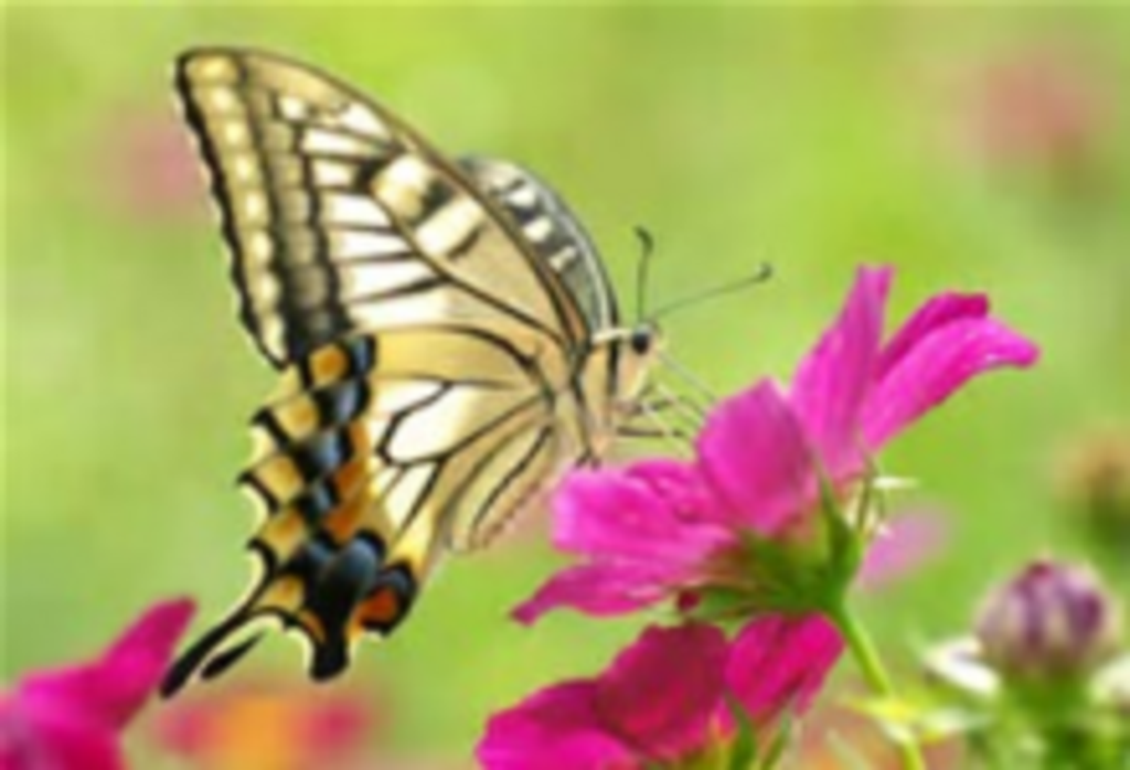 Jennie Allen Profile Photo