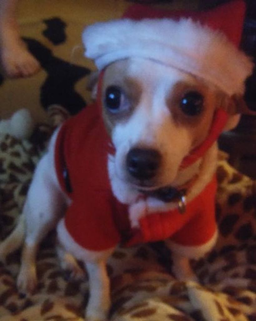 Bella "Smelly Belly" Christ-Metzger