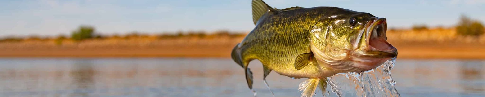 Cover for Christopher Paul "Chris" Adams's Obituary