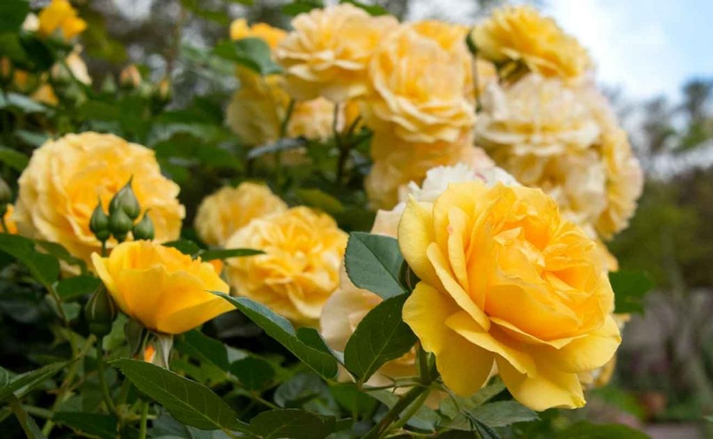 Edrena Joanne (Pettis)  Morgan Profile Photo