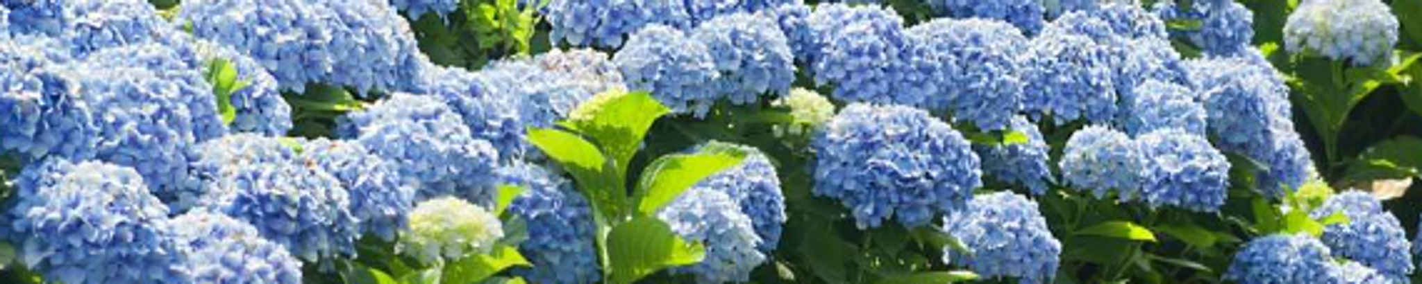 Cover for Erin Elizabeth Radler's Obituary