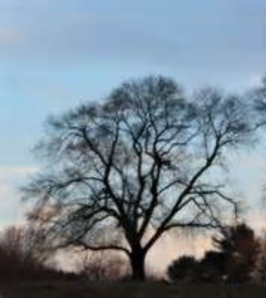 Victor Ronald Watson