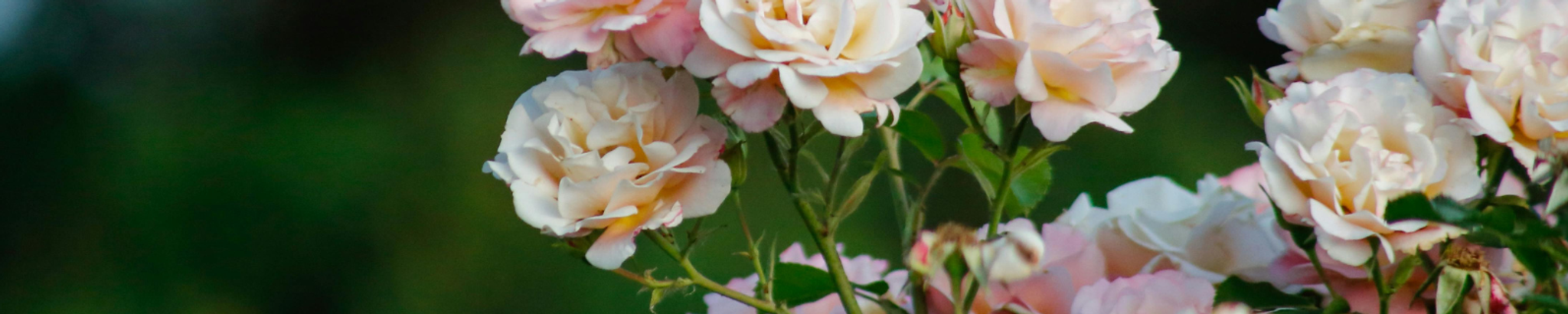 Cover for Bonnie Lou Craig's Obituary