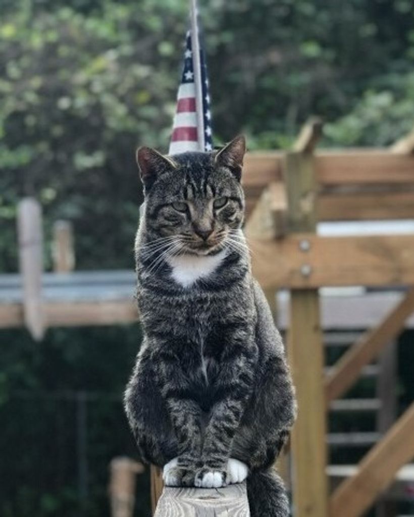 Shinichi McDonald Profile Photo