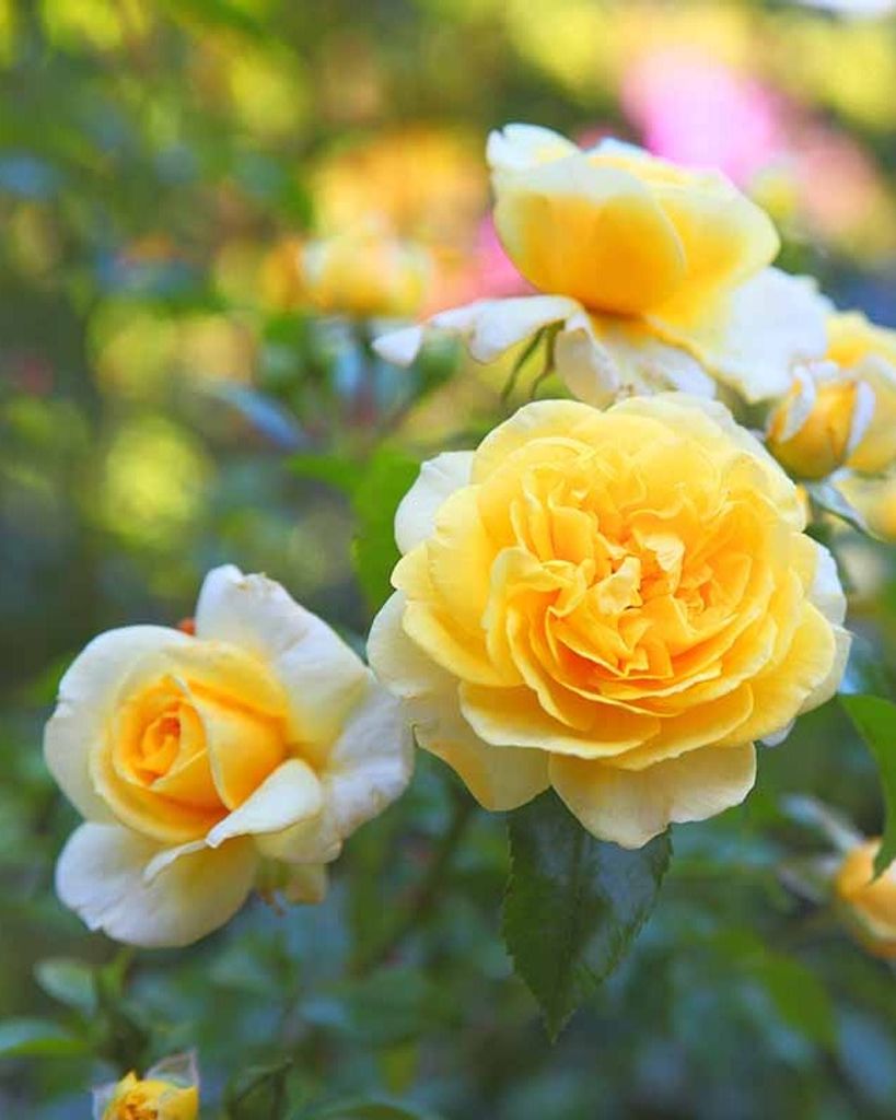 Judith Kay Early Profile Photo